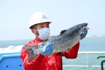 China harvests first batch of self-bred deep-sea Atlantic sa